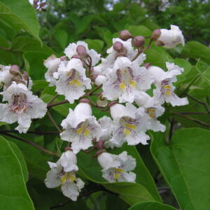 Paprastoji katalpa 'Aurea'