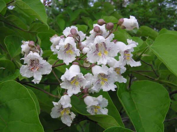 Paprastoji katalpa 'Aurea'