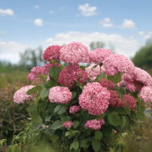 Šviesioji hortenzija 'Annabelle Pink'