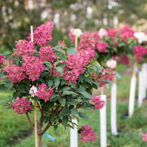 Kamieninė šluotelinė hortenzija 'Mega Mindy'