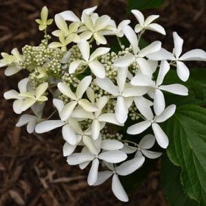 Kamieninė šluotelinė hortenzija 'Great Star'