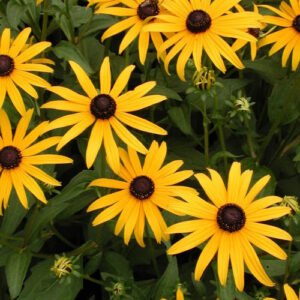 Rudbekija žėrinčioji ‘Goldsturm’