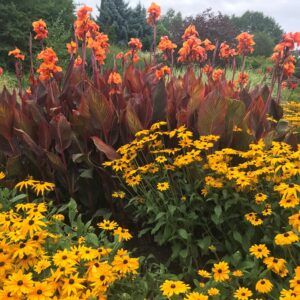 Rudbekija žėrinčioji ‘Goldsturm’