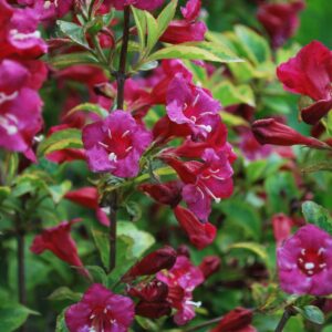 Veigelė gražiažiedė 'Bristol Ruby'