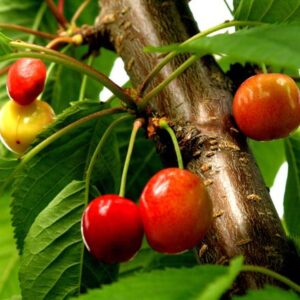 Trešnė 'Techlovan'