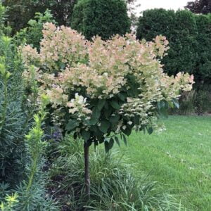 Kamieninė šluotelinė hortenzija 'Early Sensation'