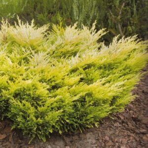 Juniperus horizontalis LIMEGLOW