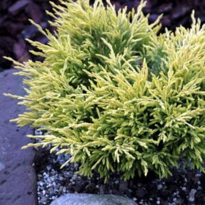 Juniperus horizontalis LIMEGLOW