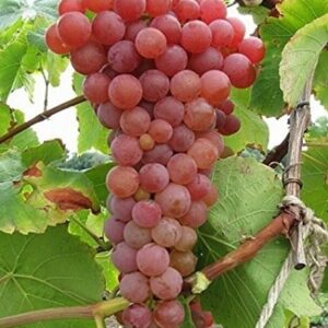 Vynuogė 'Einset seedless' (besėklė)