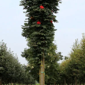 Paprastasis šermukšnis 'Fastigiata'