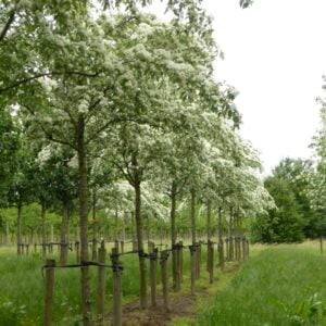 Šermukšnis 'Emiel'