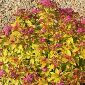 Japoninė lanksva 'Goldmound'