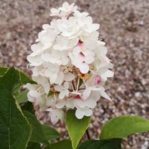 Kamieninė šluotelinė hortenzija 'Candlelight'