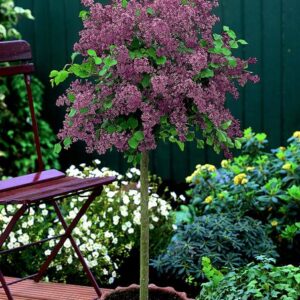 Skiepyta alyva 'Red Pixie'