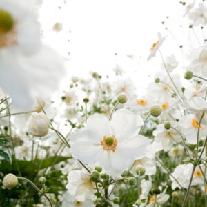 Plukė 'Andrea Atkinson'