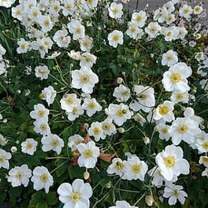 Plukė 'Andrea Atkinson'