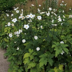 Plukė 'Andrea Atkinson'