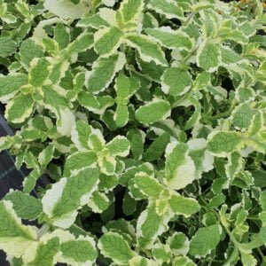 ananasinė mėta arbatoms bei desertams ruošti.