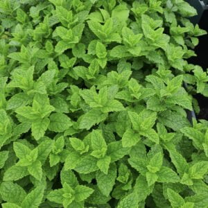 mojito mėta kokteiliams ruošti bei maistui gardinti.