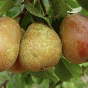 Kriaušė 'Duchmenskaja'