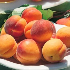 Koloninis abrikosas 'Prince Mart'