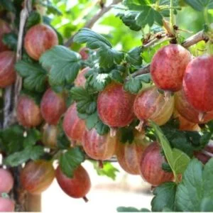 Stiebinis agrastas 'Salut'