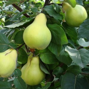 Cidonija 'Wologogradskaja Miagkoplodnaja'