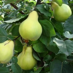 Cidonija 'Wologogradskaja Miagkoplodnaja'