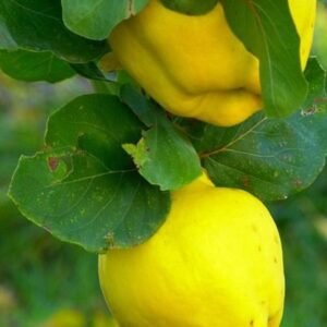 Cidonija 'Kaliningradskaja'