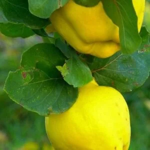 Cidonija 'Kaliningradskaja'