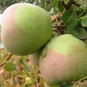 Kriaušė 'Rossošanskaja Desertnaja'