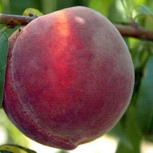 Persikas 'Royal Glory'