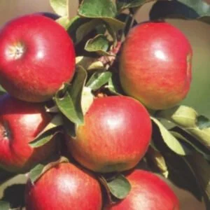 Koloninė obelis 'Pom For You'