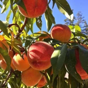 Persikas 'Prince Diamond'