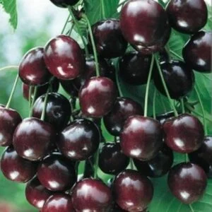 Vyšnia 'Šokoladnica'