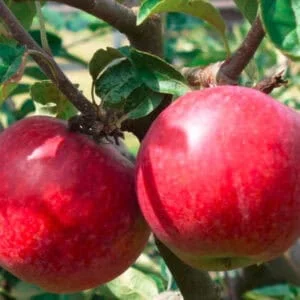 Koloninė obelis 'Garden Fountain'