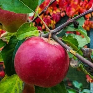 Koloninė obelis 'Polka'