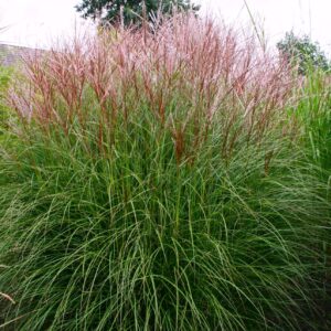 Kininis miskantas 'Ferner Osten'