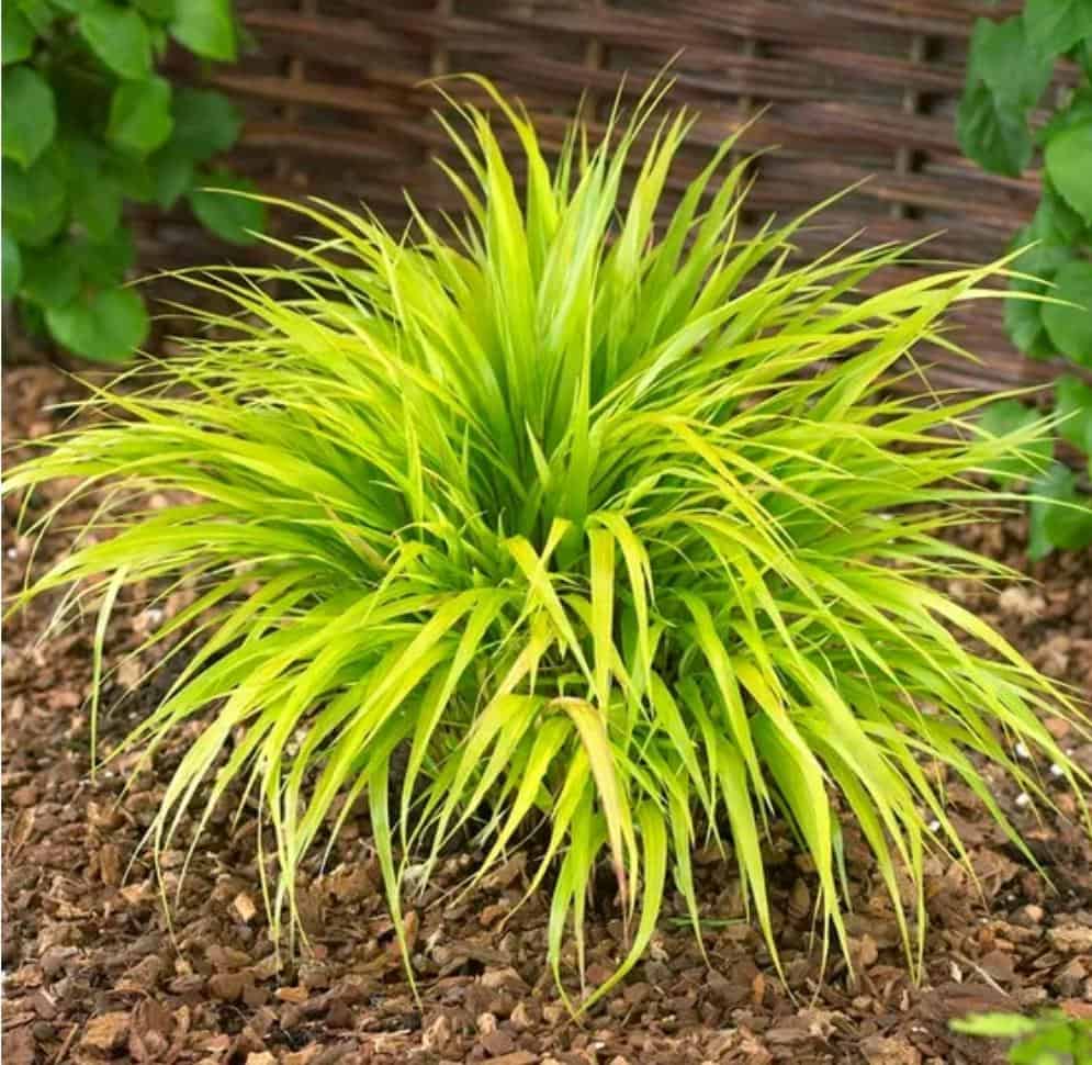 Did ioji Hakon All Gold Tado kis