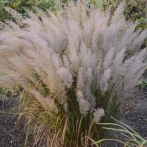 Korėjinis lendrūnas (Calamagrostis brachytricha)