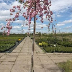 Sakura 'Kiku-Shidare'