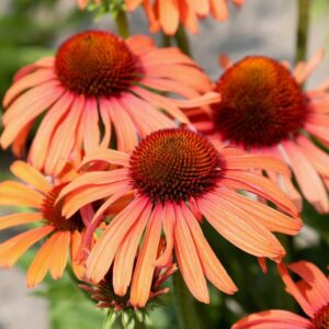 Ežiuolė 'Garden Orange Sensation'