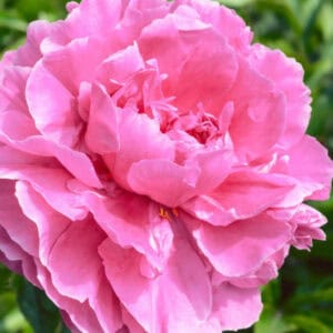 Bijūnas 'Alexander Fleming'