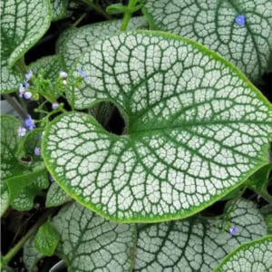 Stambialapė brunera 'Sea Heart'