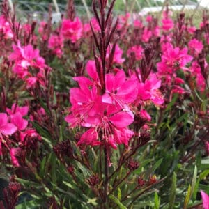 Gaura 'Dark Pink'