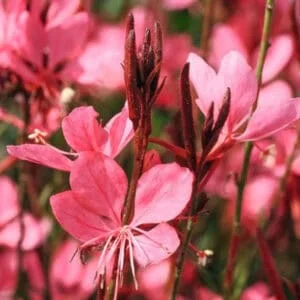 Gaura ' Early Pink'
