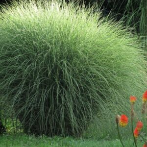 Kininis miskantas 'Morning Light'