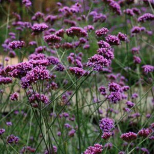 Verbena patagoninė