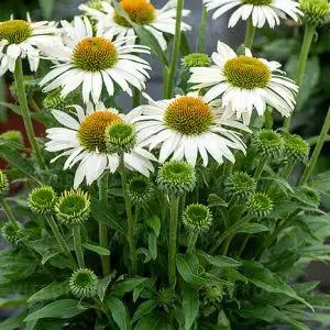 Ežiuolė 'Pearl White'