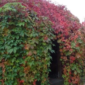 Vynvytis penkialapis 'Troki'